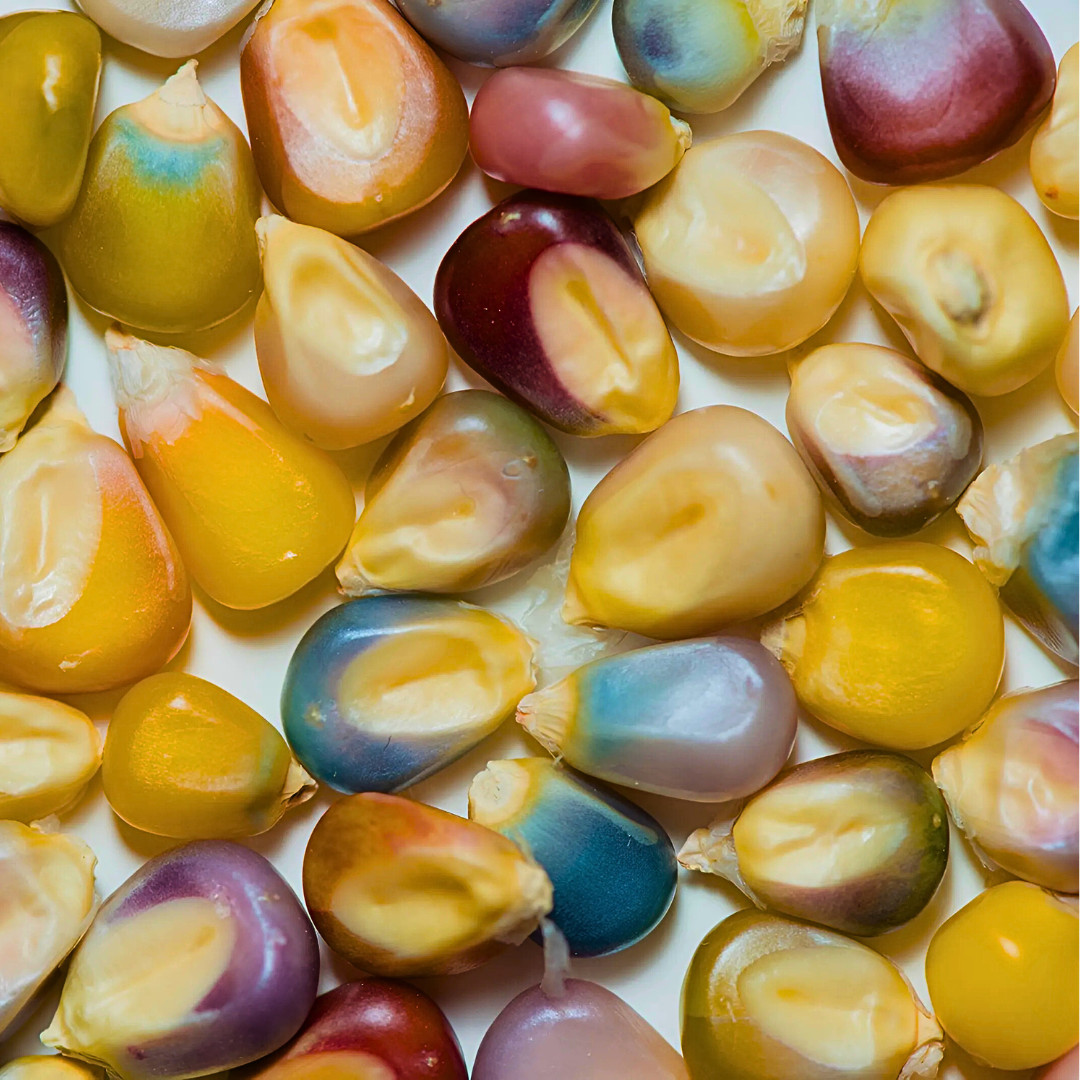 Fresh Premium Glass Gem Popcorn Plant Seeds | Heirloom Non-GMO | Vegetable Seeds