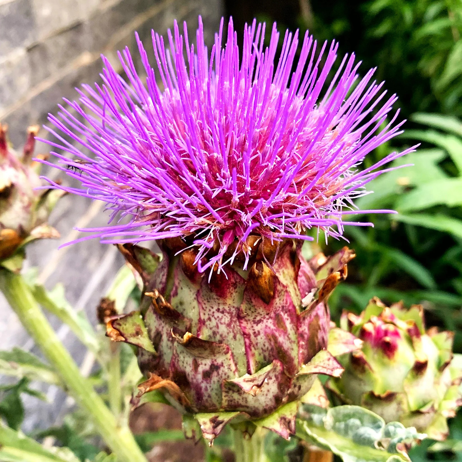 Cardoon Seeds | Cardoni Cardone Cynara Thistle Artichoke Perennial Seed 2024