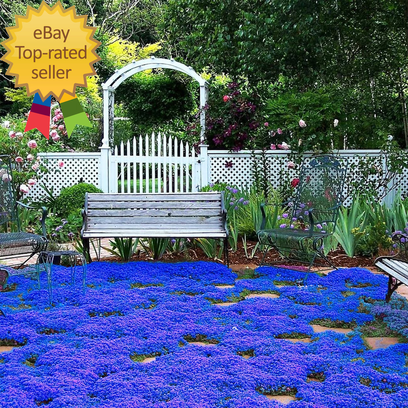 20000+ Magic Blue Creeping Thyme Seeds for Planting Ground Cover Plants Heirloom