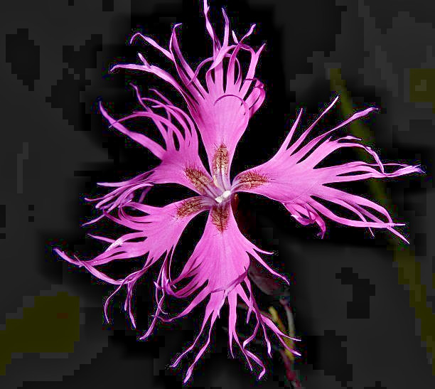 400 RAINBOW LOVLINESS DIANTHUS SEEDS | 2026 FREE SHIPPING NON GMO NEW ITEM