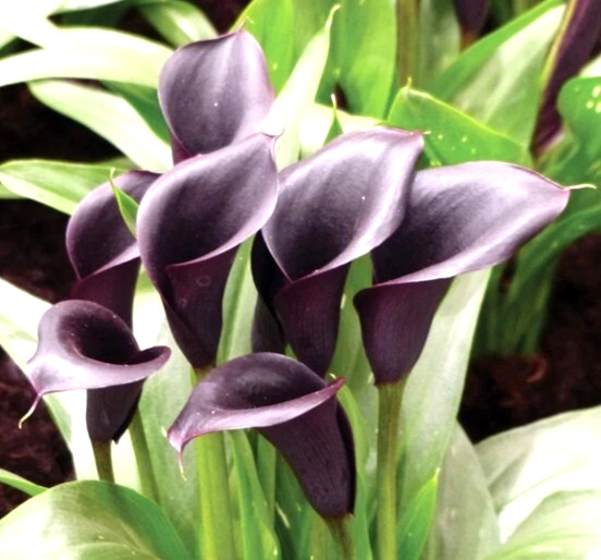 4 Calla Lily Flowers Bulbs Black Schwarzwalder Gothic Flower Gardens Plants