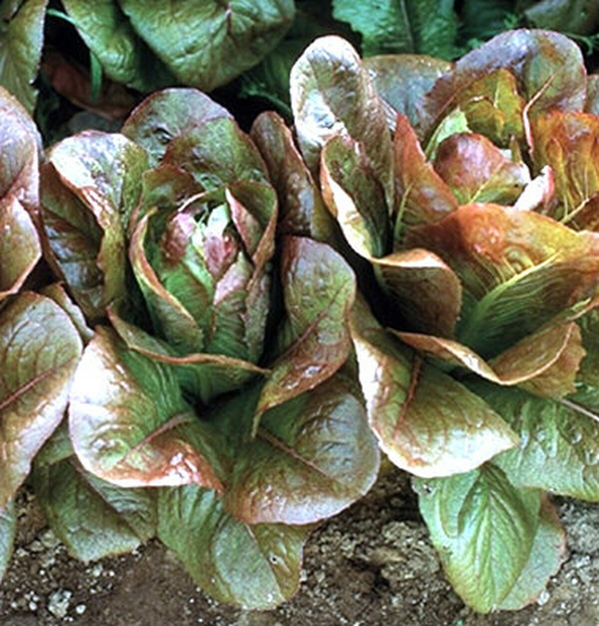 601+ROUGE DE HIVER Lettuce Seed Organic French Greens Vegetable Garden Container
