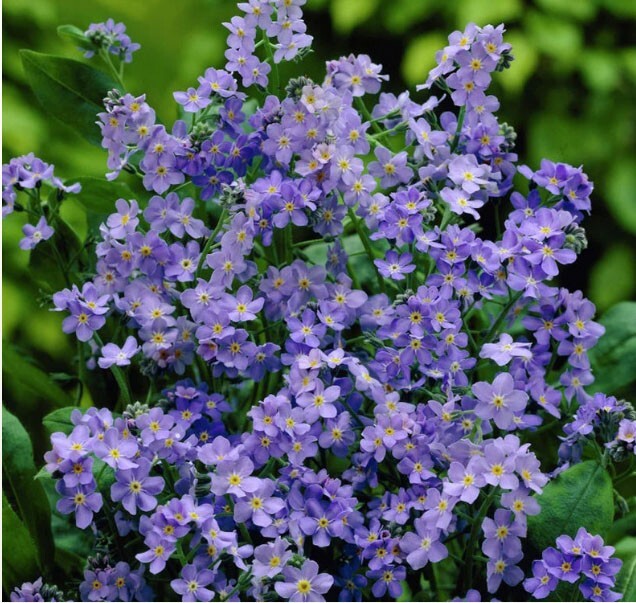 Forget Me Nots ULTRAMARINE DWARF Biennial Perennial BLUE USA Non-GMO 200 Seeds