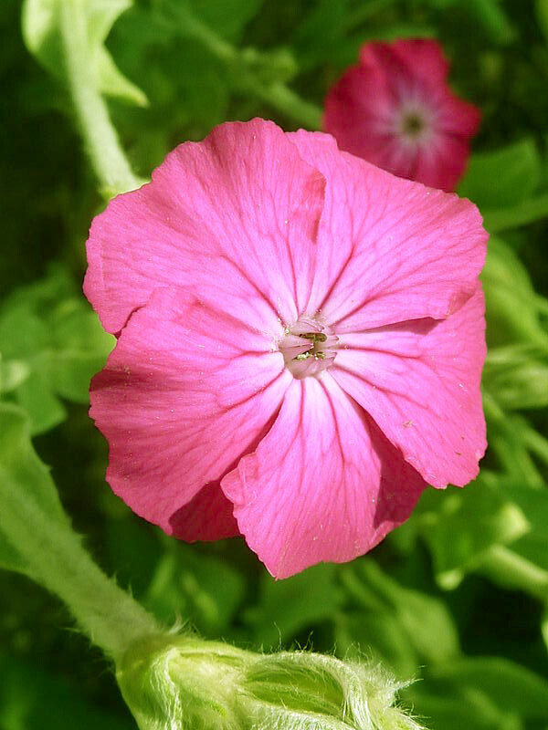 Rose Campion (Lychnis Coronaria) Organic – 50 Flower Seeds