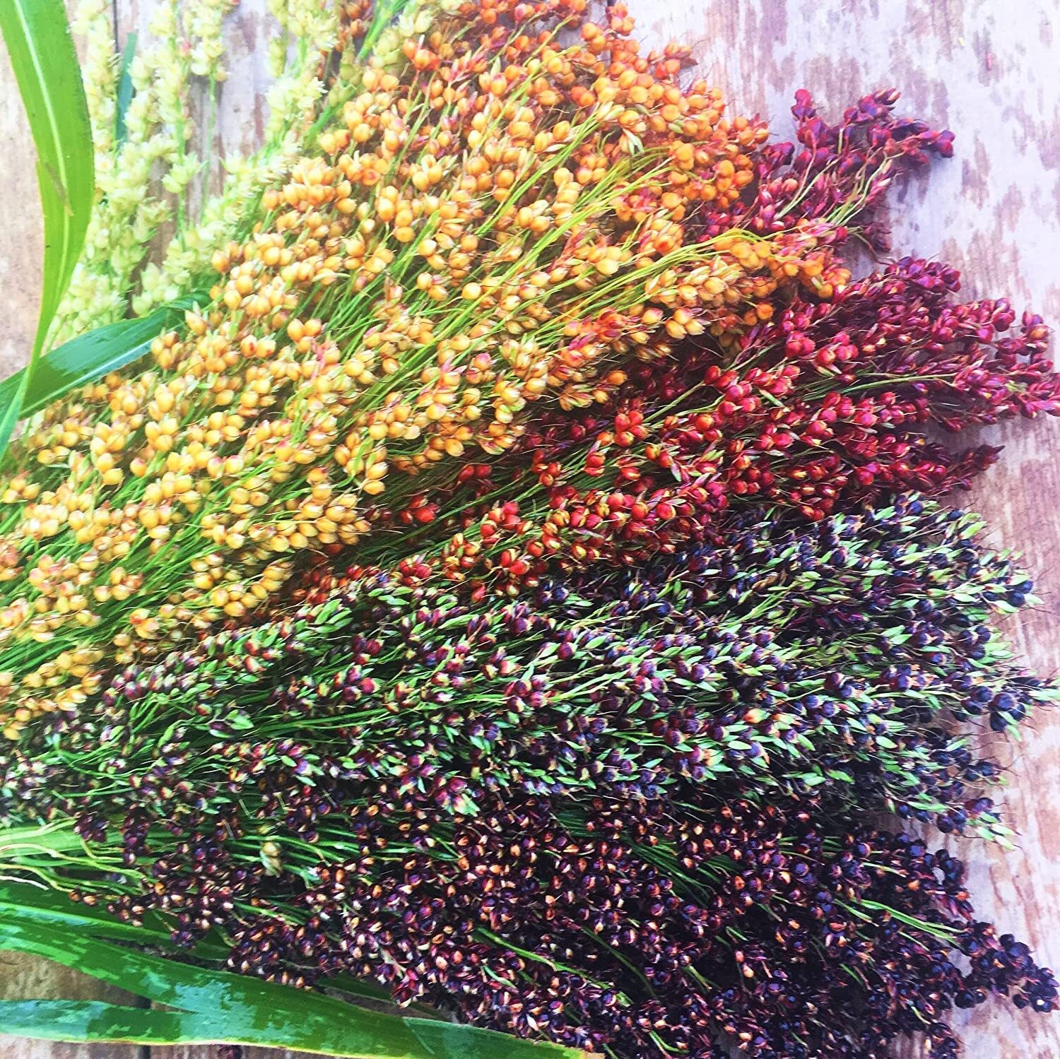 Rainbow Colors Broom Corn Seeds – 125+ Count Packet – Sorghum Bicolor Mixed Colo