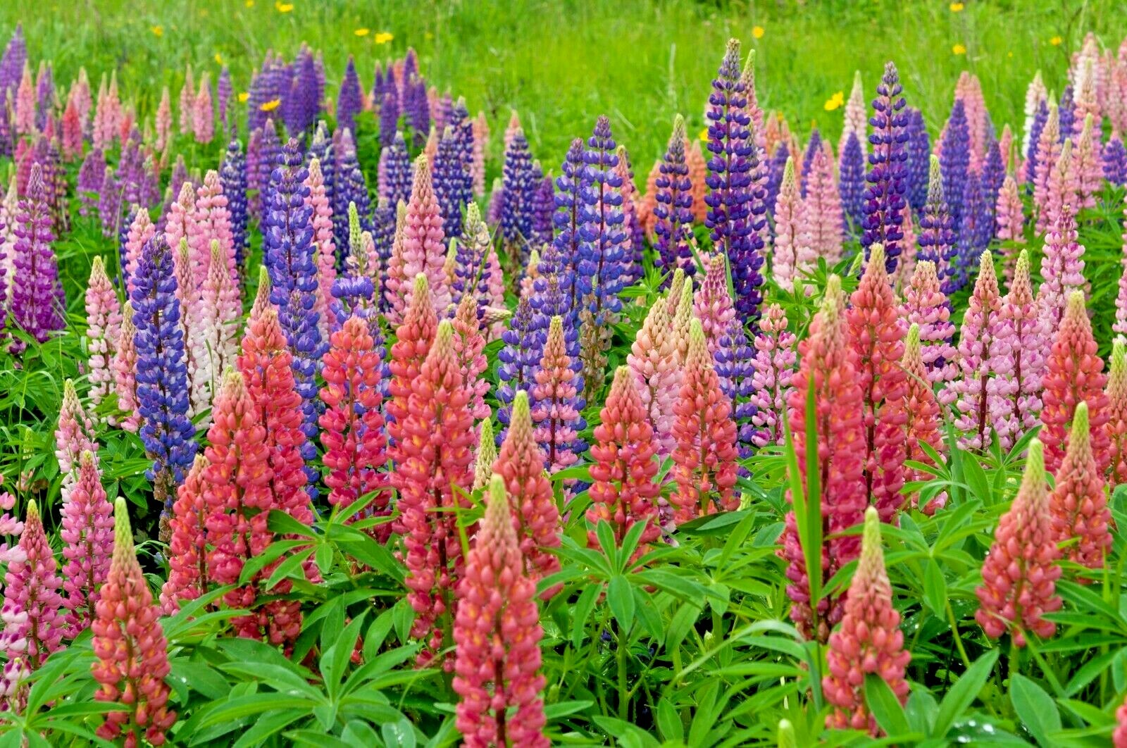 RUSSELL LUPINE MIX 50 SEEDS, MIX OF RED, PURPLE, BLUE/WHITE, PINK, AND MORE…
