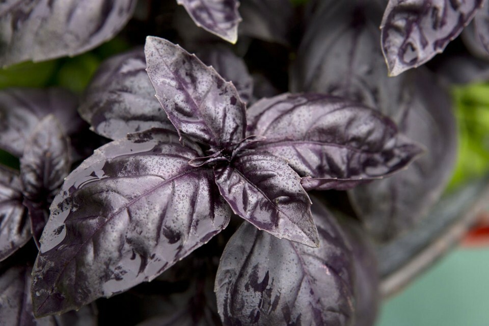 Dark Opal Basil Seeds, NON-GMO, Purple Basil, FREE SHIPPING