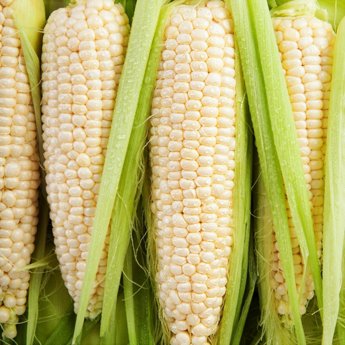 BULK Silver Queen Sweet Corn Seeds SU White TREATED SEED 2024 Free Fast Shipping