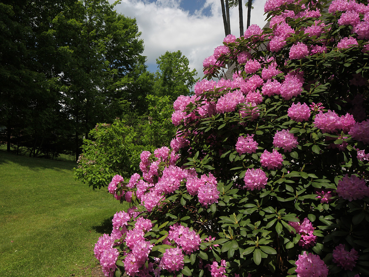 Rosebay Rhododendron, Rhododendron maximum, Shrub Seeds (Showy Evergreen)