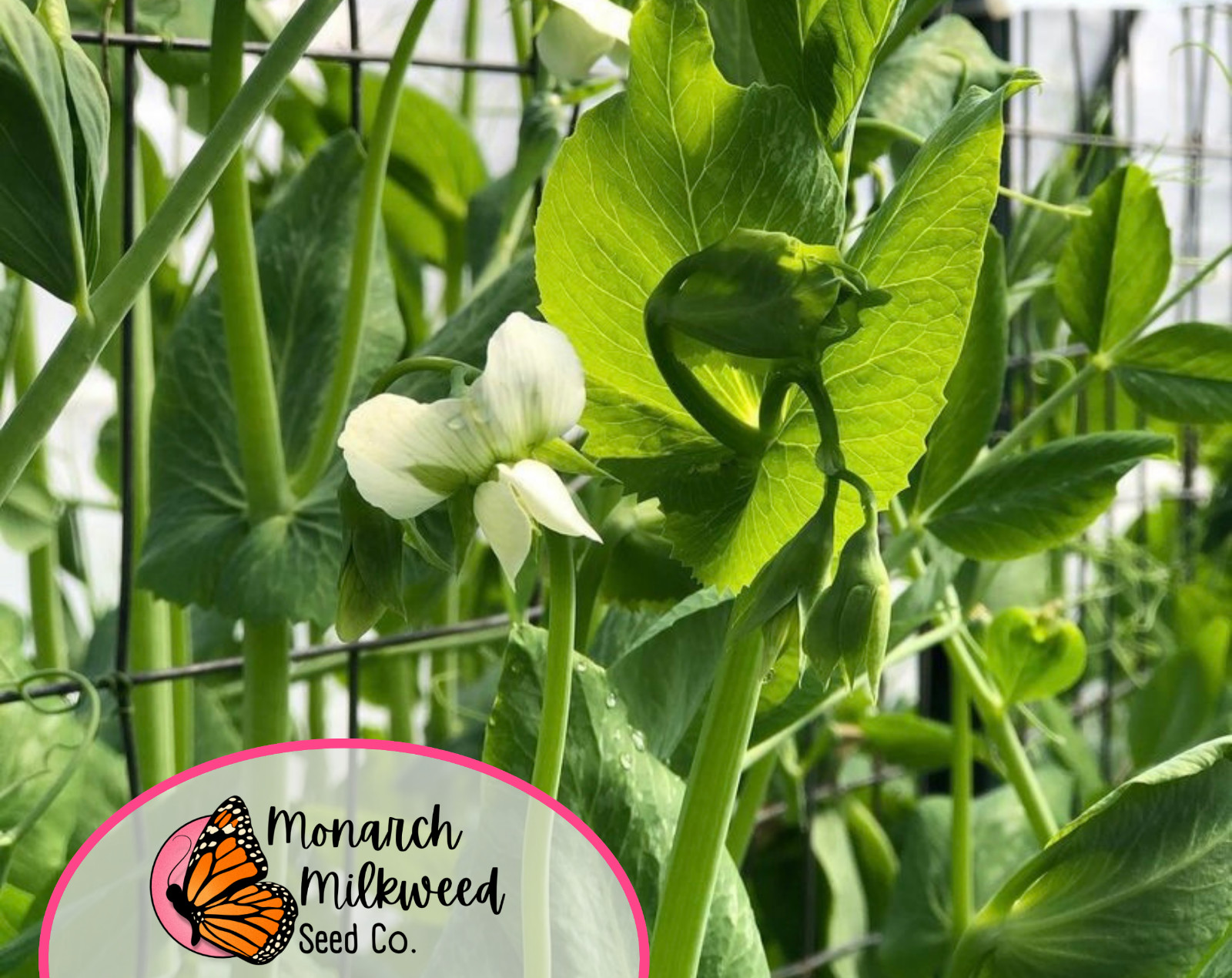 90+ Pea Seeds ‘Sugar Snap’ | Heirloom, Non-GMO, Vegetable Gardening Seed Packet