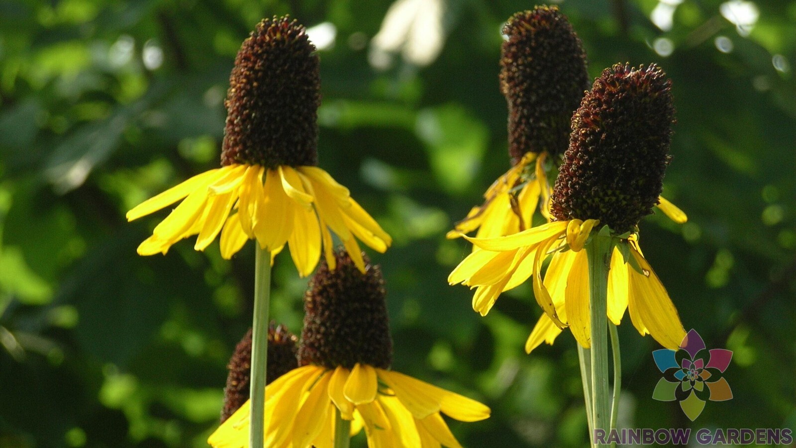 200+ Giant Coneflower Rudbeckia Seeds for Garden Planting – USA – FREE SHIPPING!