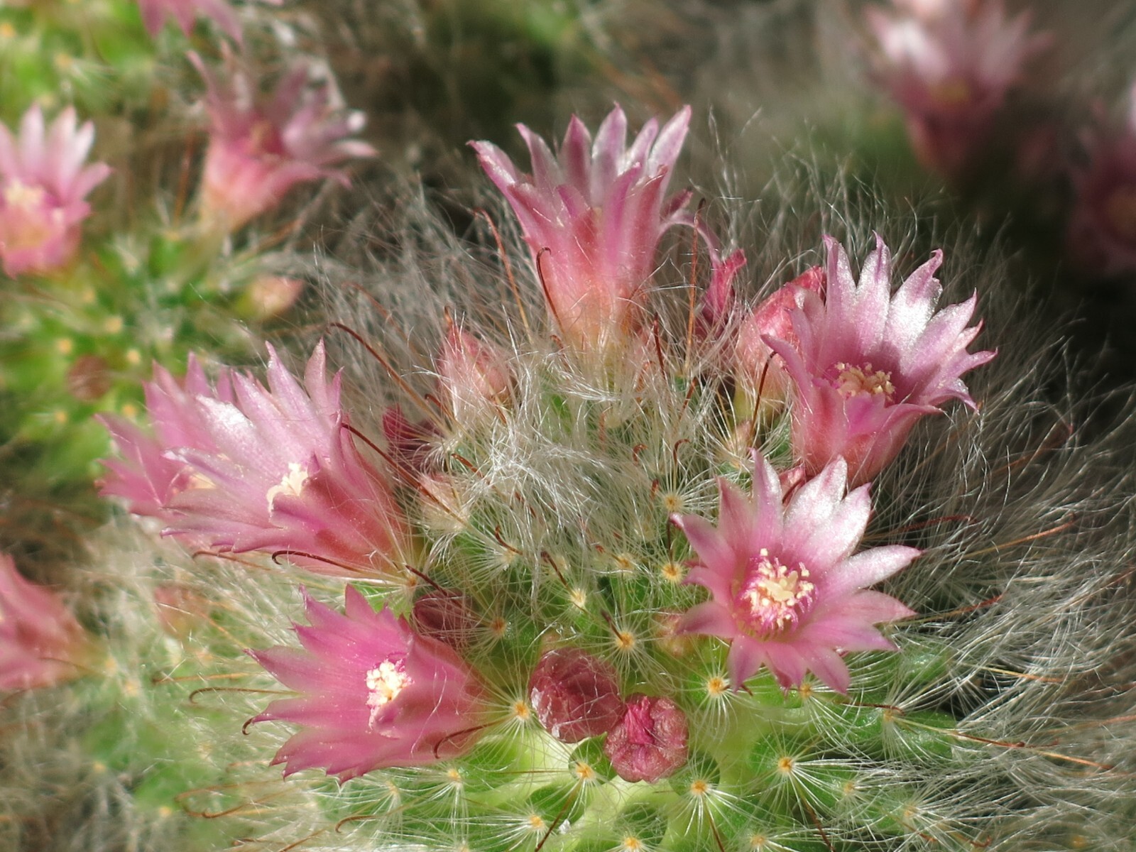 Mammillaria bocasana 25 Seeds – Powder Puff Pincushion