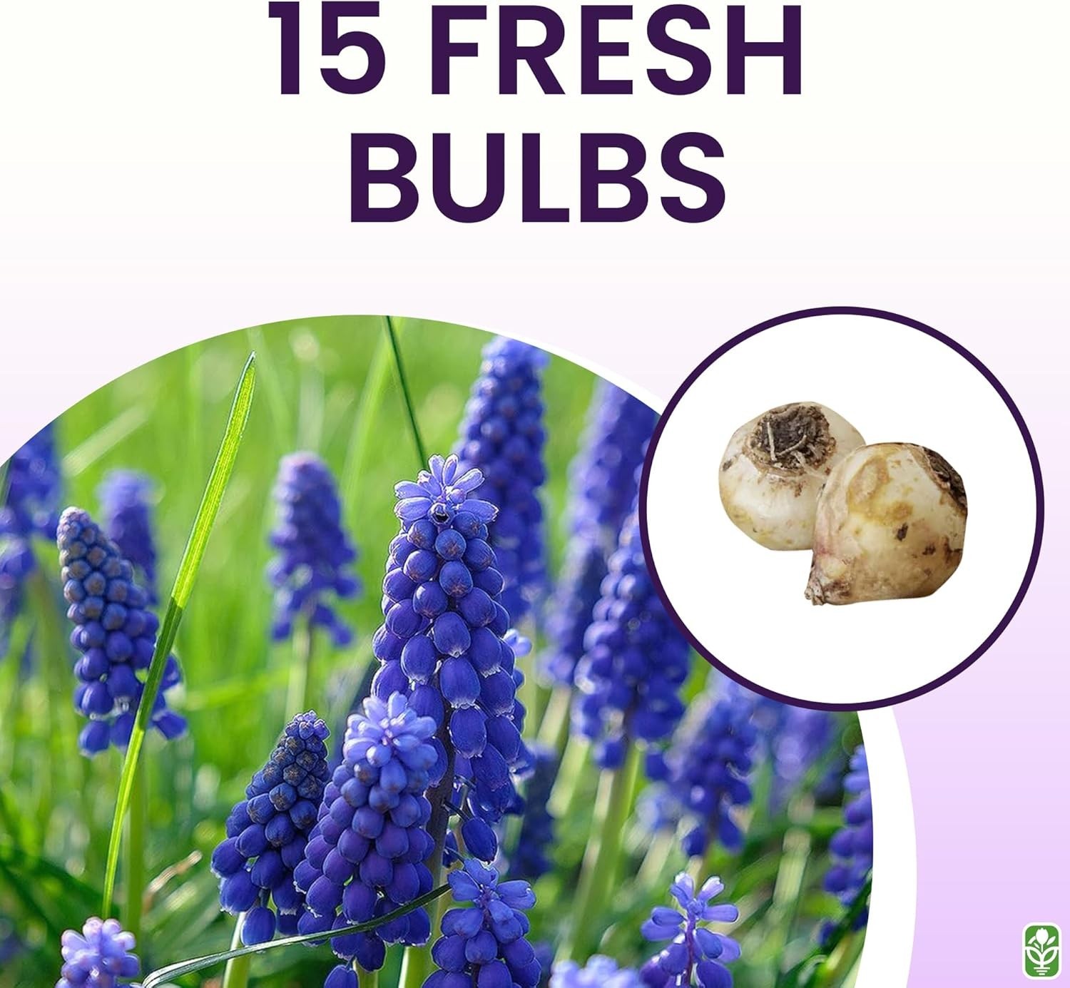 Guaranteed Germination – 15 Grape Hyacinth Bulbs for Colorful Spring Gardens
