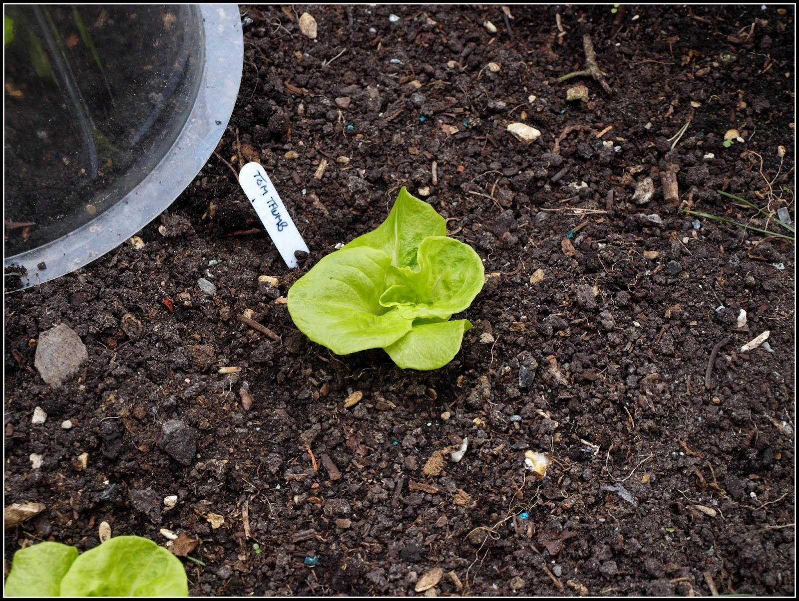 601+TOM THUMB Seeds Romain Leaf Lettuce Organic Spring Fall Garden Container