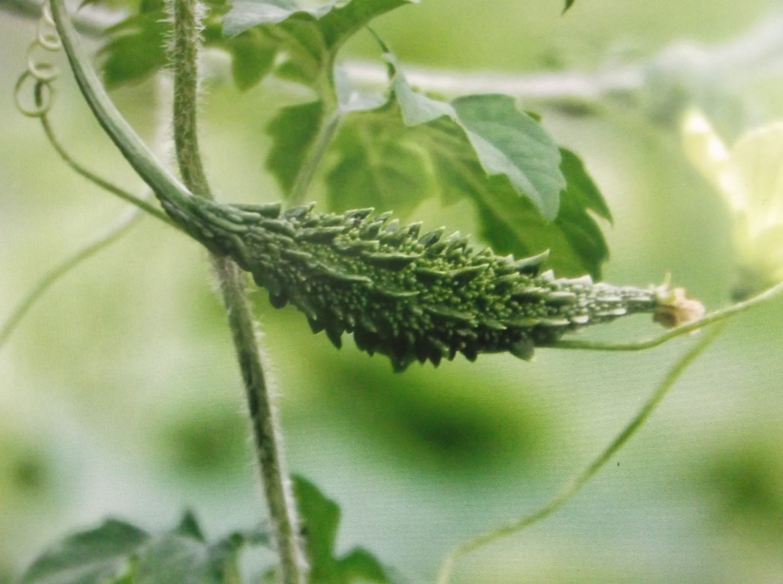 Green Skin Bitter Melon Seeds – 6 Count – For 2026 Planting Bitter Gourd