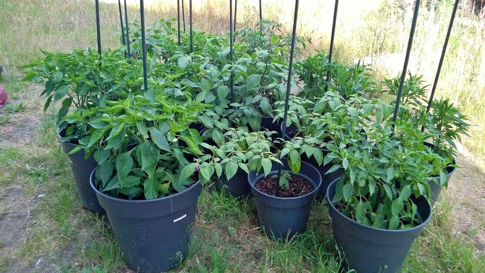 101+CAYENNE Hot Red PEPPER Seeds Organic Summer Vegetable Garden Container Easy