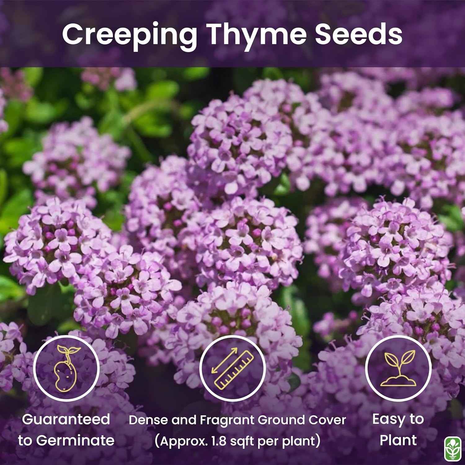 Creeping Thyme Seeds – Dense Ground Cover for Landscaping – 8,000+ Seeds – Ou…