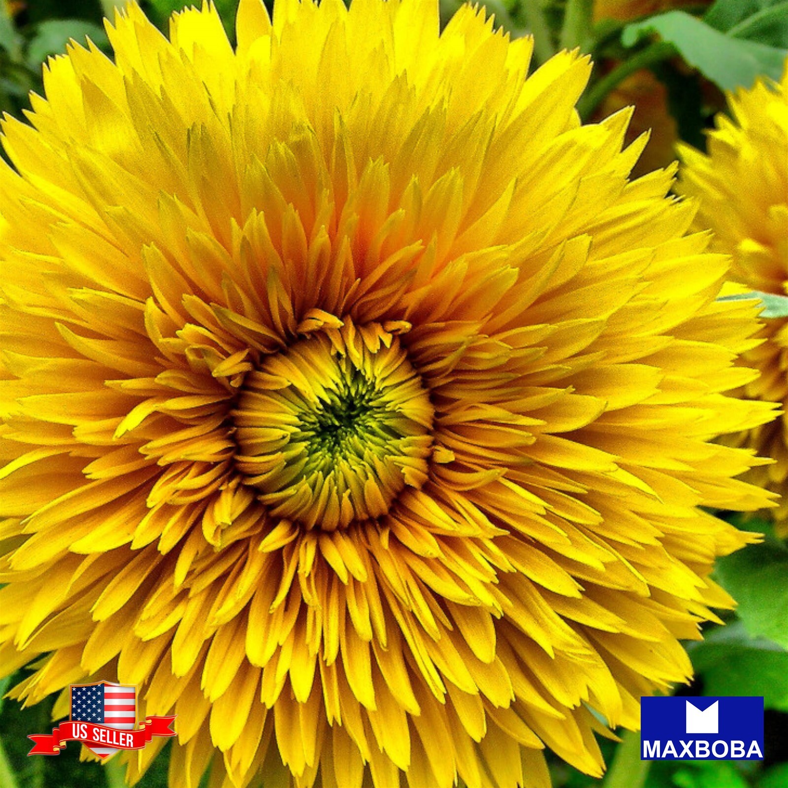 500+ Calendula Seeds – Pacific Beauty Mixture Non-GMO BOGO 50% OFF