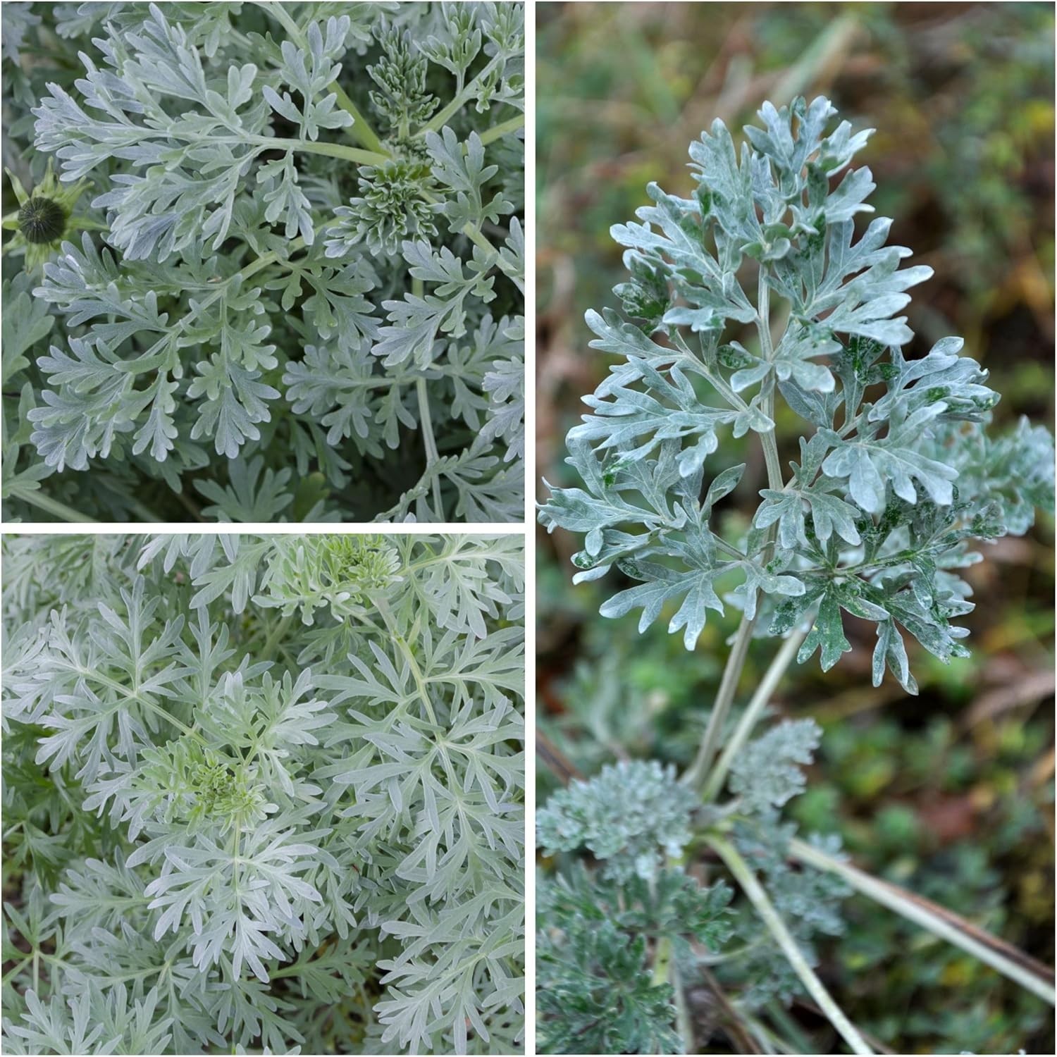 Wormwood Seeds for Planting – Non-GMO Perennial Herb for Digestion – 1000 Seeds