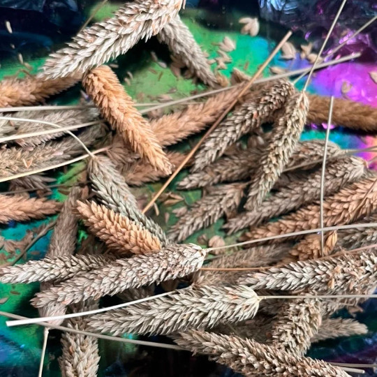 100 Phalaris aquatica seeds