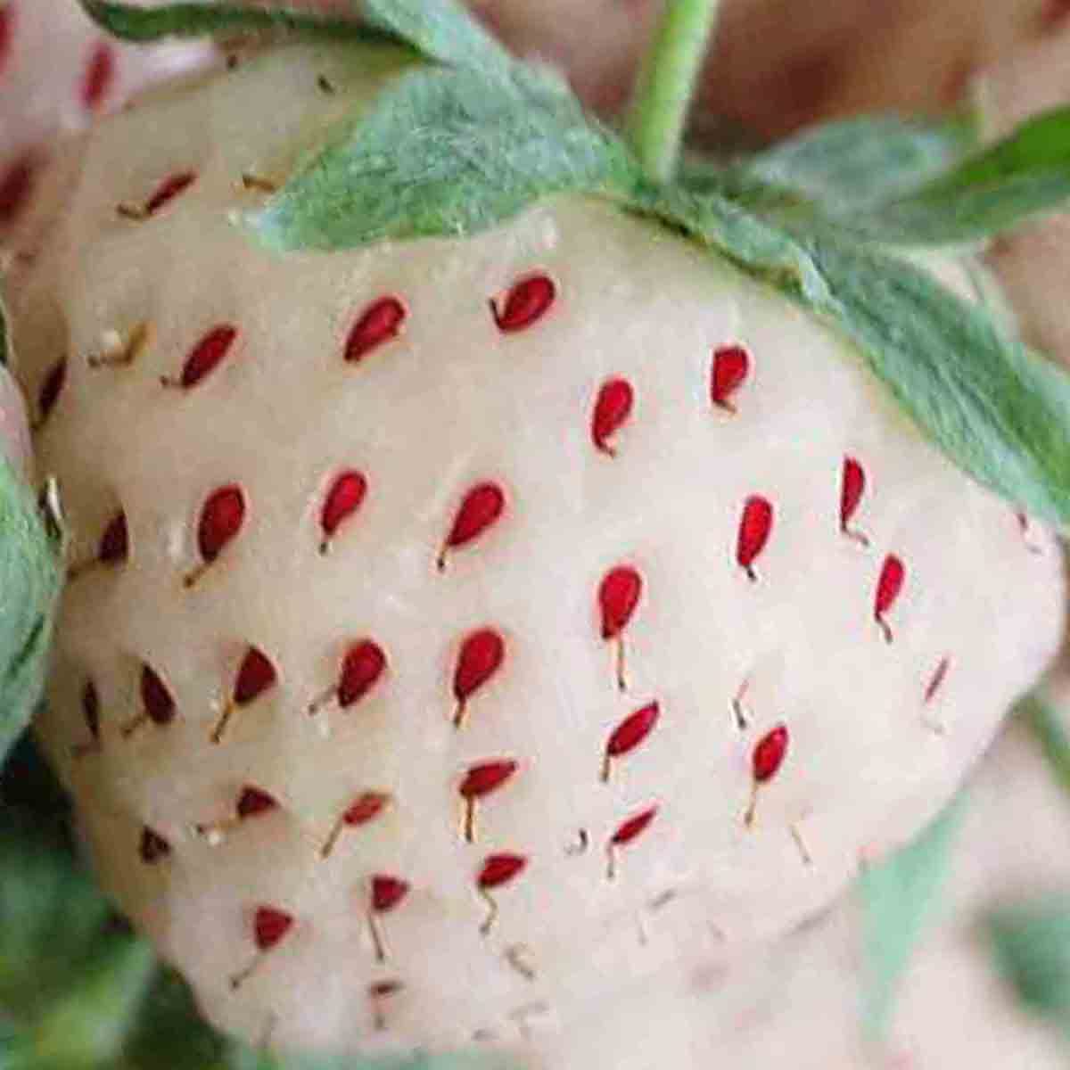 WHITE WONDER STRAWBERRY 100 SEEDS AUTUMN PERENNIAL HEIRLOOM NON-GMO FRUIT USA
