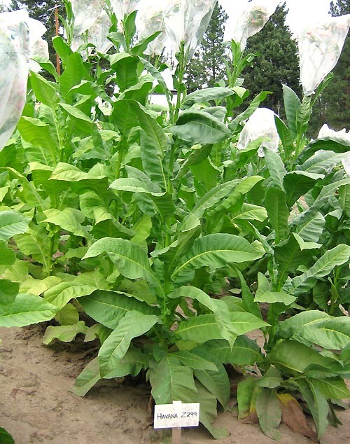 1000 Havaña Z299 Tobacco Seeds ~ Heirloom Non-GMO Nicotiana Tabacum Fast Growing