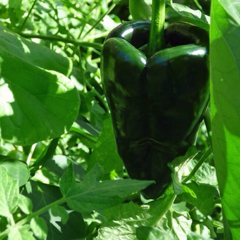 Poblano Pepper Plant Seeds | Mild Chili Stuffing, Roasting PABLANO BIG ANCHO