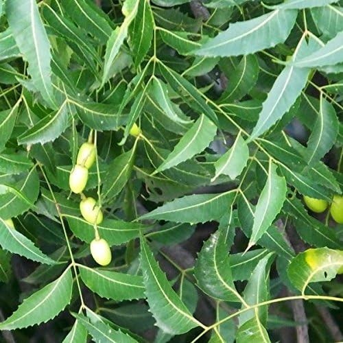 Azadirachta Indica Seeds – 3 Pack for Lush Green Foliage & Fragrant Blooms