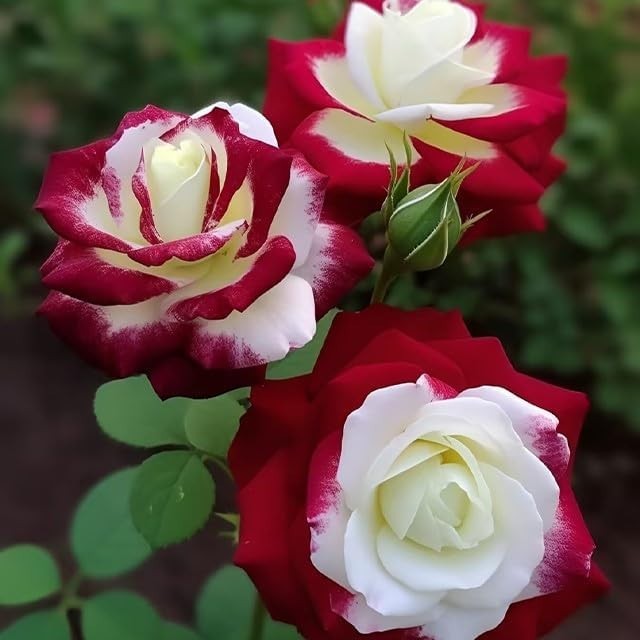 Indoor/Outdoor 20 Count Twin Red & White Rose Seeds – For Flourishing Landscapes