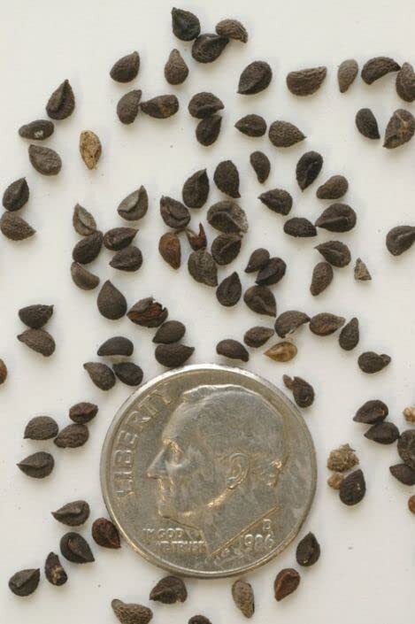 Virginia Bluebells Wildflower Seeds for Planting (10 Seeds) – Mertensia virginic