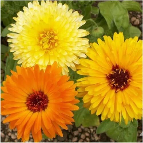 3 – Calendula, Pacific Beauty Mixture (Calendula officinalis) 250 Seeds Per Pack