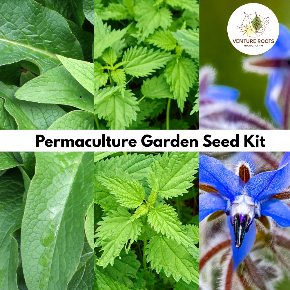 Permaculture Garden Seed Kit | Comfrey, Nettle, Borage | Soil Building, Non-GMO