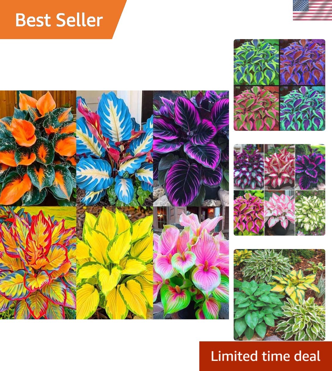 185+ Mixed Color Hosta Seeds for Planting Outdoors- Shade/Cold Tolerant Perennia