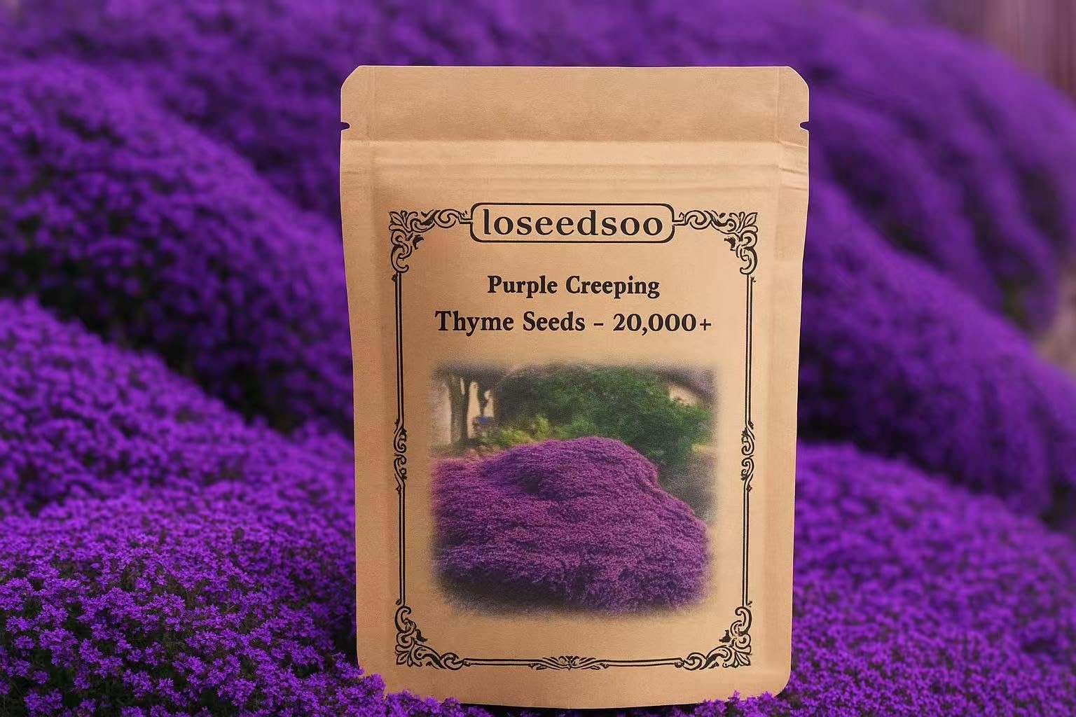 20000+ Creeping Thyme Seeds for Planting -Perennial Ground Cover Plants Flowe…
