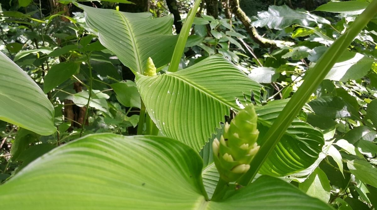 25+ Macrosepala Calathea Seeds for Garden Planting – USA – FREE SHIPPING!