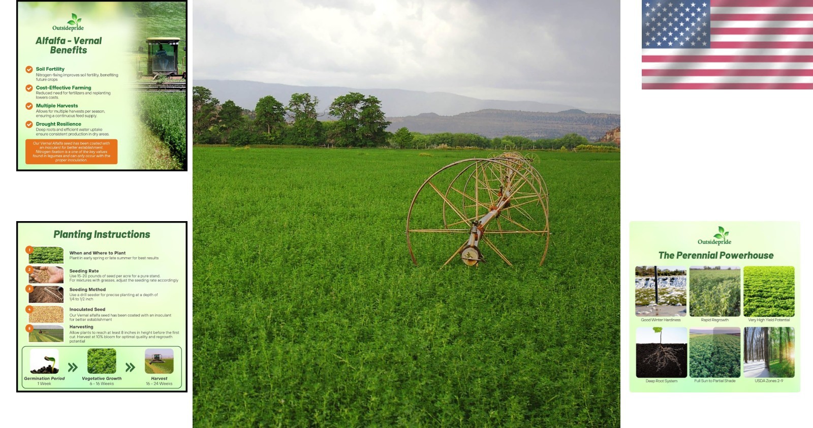 Vernal Alfalfa Seeds for Dense Coverage & Superior Yield