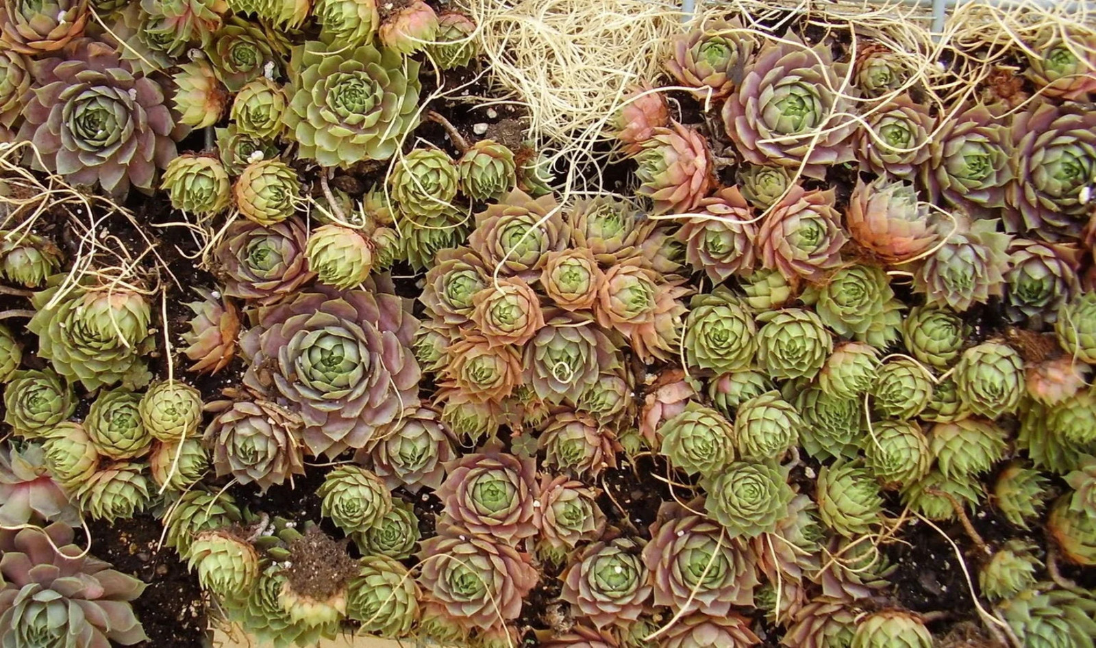 25 MIXED HENS & CHICKS Chickens Succulent Live Forever Sempervivum Flower Seeds