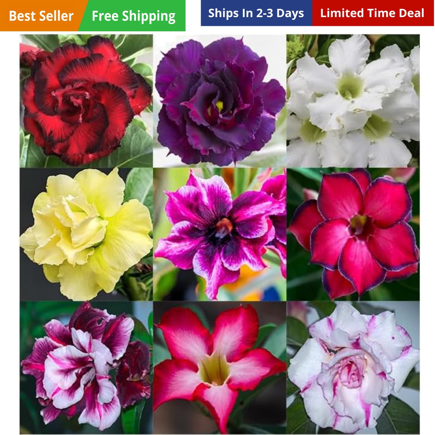20 Desert Rose Seeds for Planting Mixed Color Ready to Grow Adenium Obesum Se…
