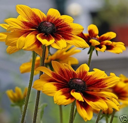 1 oz Daisy Seeds, Gloriosa Daisies, Bulk Seeds, Heirloom Wildflowers, 60,000ct