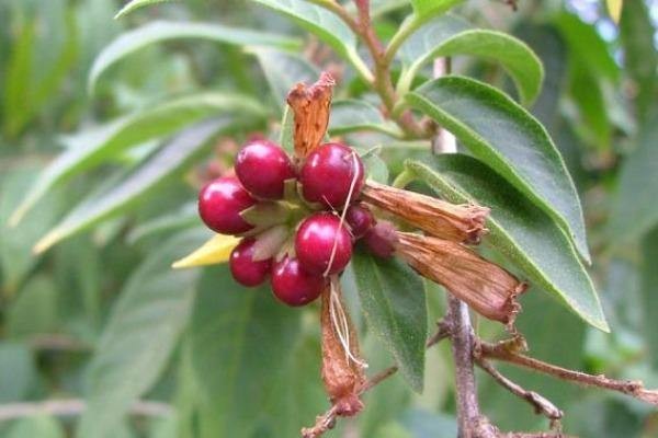 Cestrum elegans | Bastard Jasmine | Red Cestrum | 10 Seeds