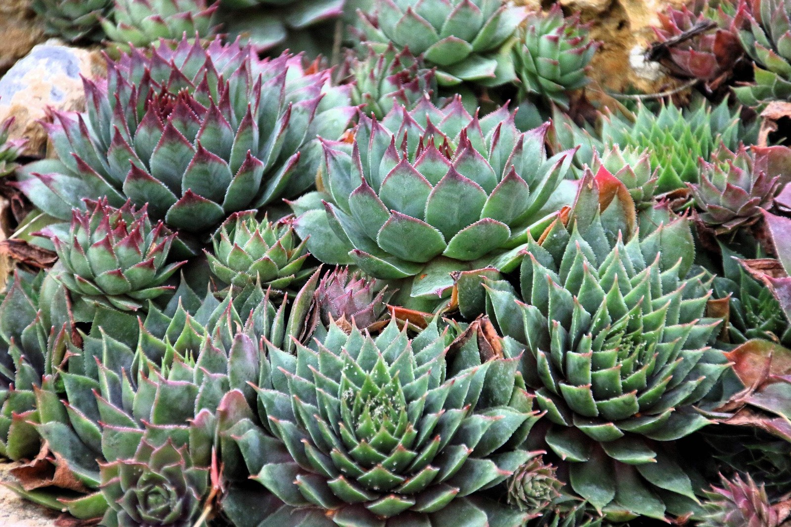 25 MIXED HENS & CHICKS Chickens Succulent Live Forever Sempervivum Flower Seeds