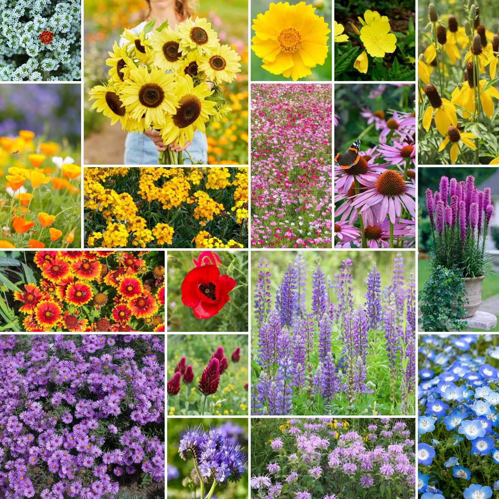 Wildflower Mixed Seeds for Planting – 1 lb, 480,000+ Seeds, Attracts Pollinators