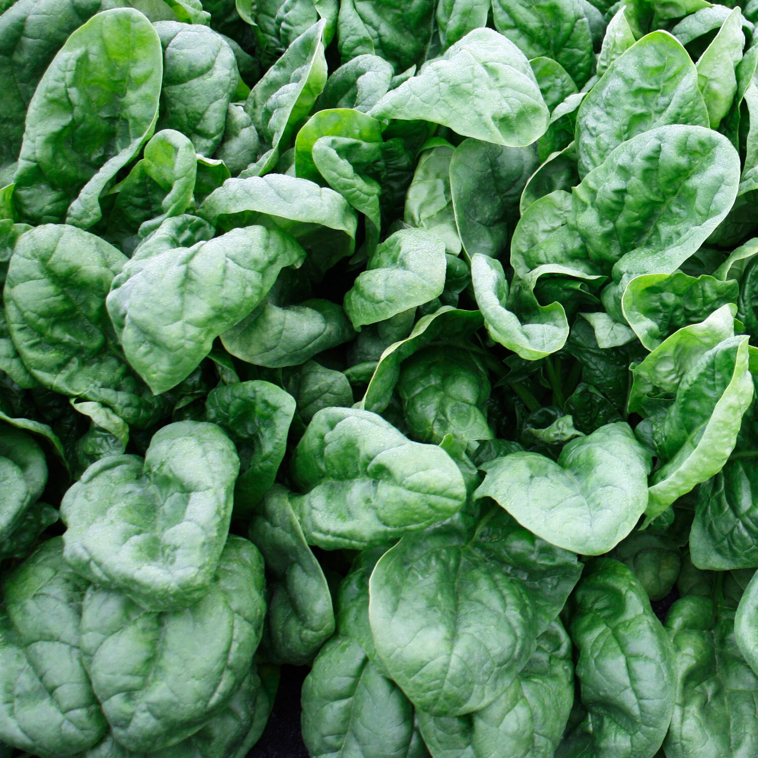 Olympia Spinach Seeds, NON-GMO, Variety Size Packets, FREE SHIPPING