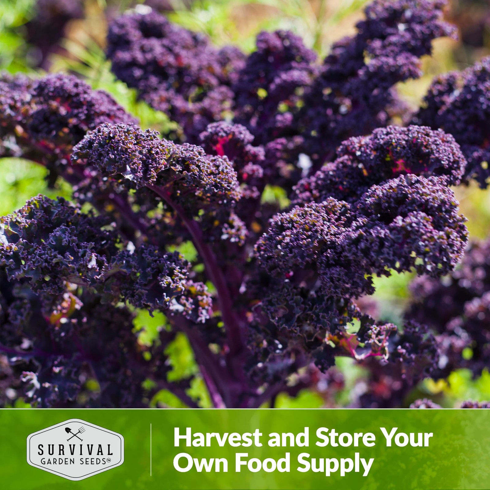 Scarlet Kale Seeds for Planting, Heirloom Purple Variety, 1 Pack