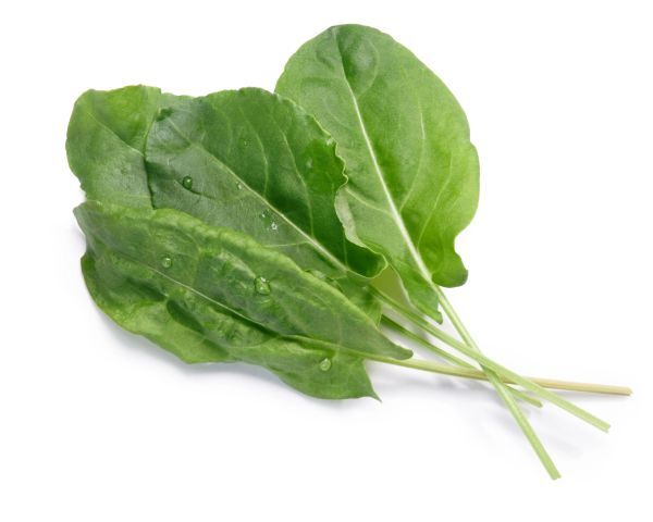 Sorrel Seeds 300+ Broadleaf Herb Garden Heirloom Perennial NON-GMO FREE SHIPPING