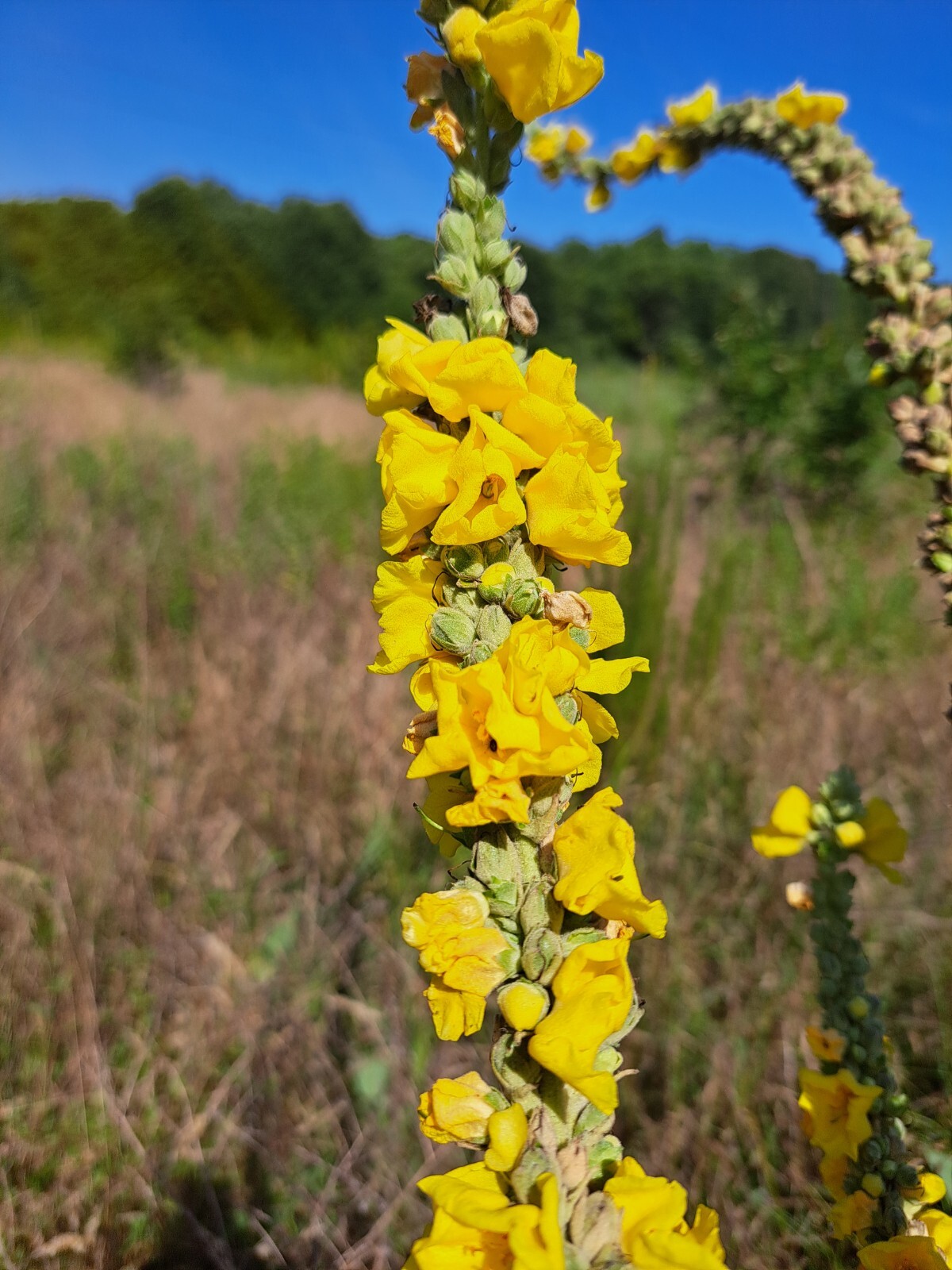 Mullein Seeds, 1,000+ Seeds, Verbascum Thapsus, Common Mullein – Medicinal, Tea