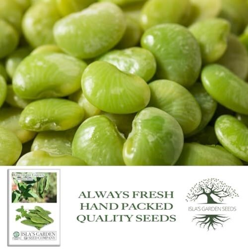 King of The Garden Lima Bean Seeds (Pole Lima, Phaseolus lunatus) – 25+ Non