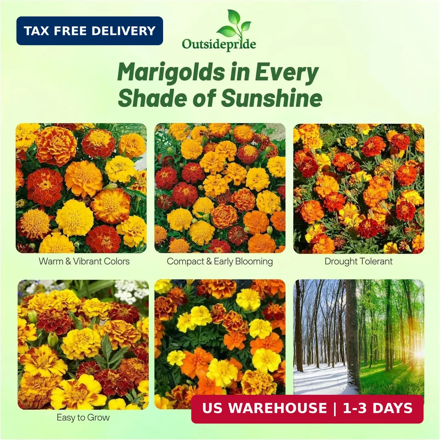 Outsidepride French Marigold Seeds Mix – 1000 Pcs Annual, Compact, Heat & Drough