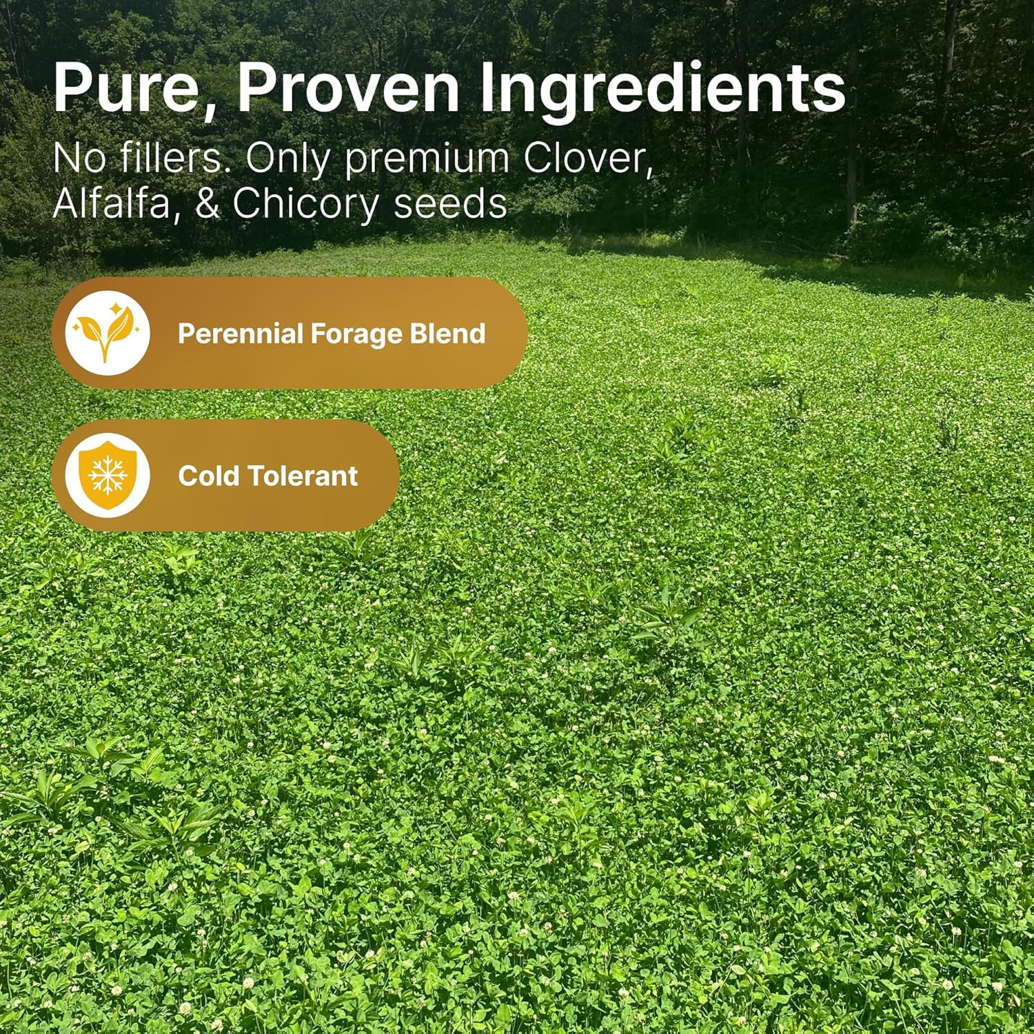 Premium Alfalfa & Clover Deer Food Plot Seeds – Perennial Blend