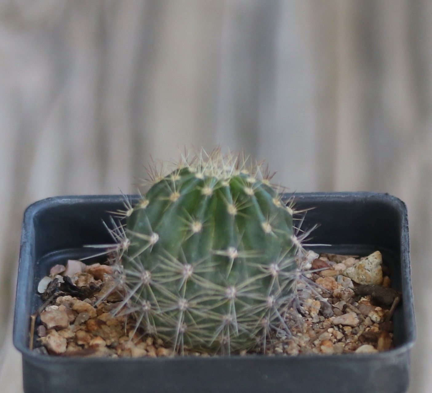 Echinopsis hybrid ‘Burgund’